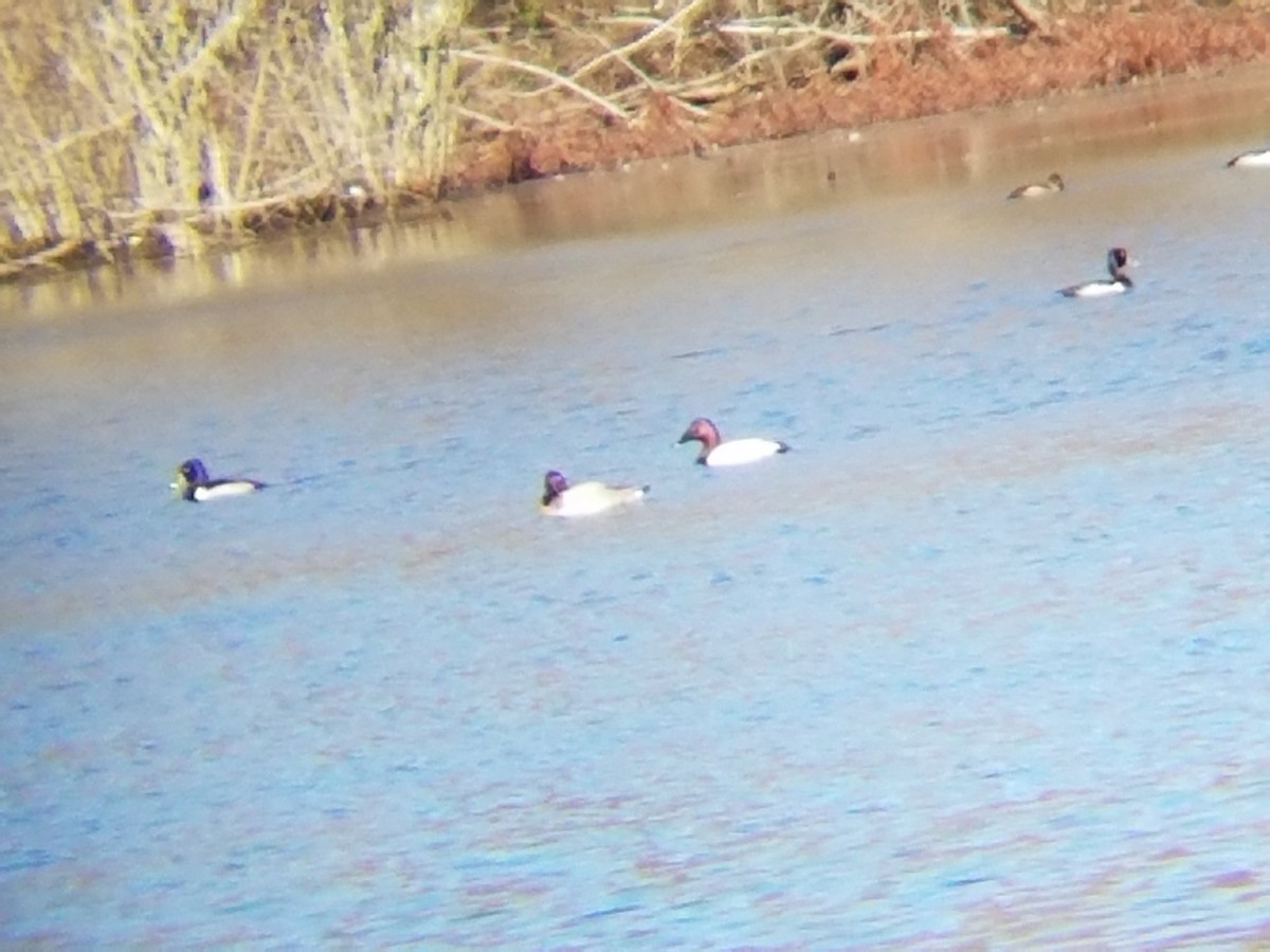 Canvasback - ML45870681