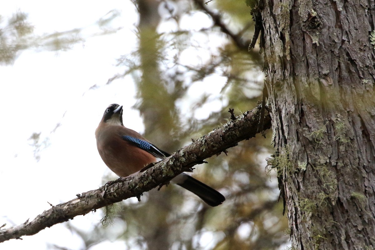 Eurasian Jay - ML458707331