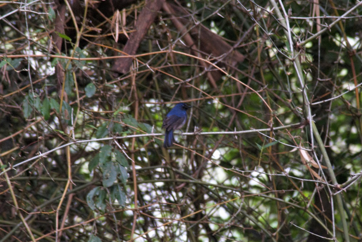 White-bellied Blue Flycatcher - Druva  Murali