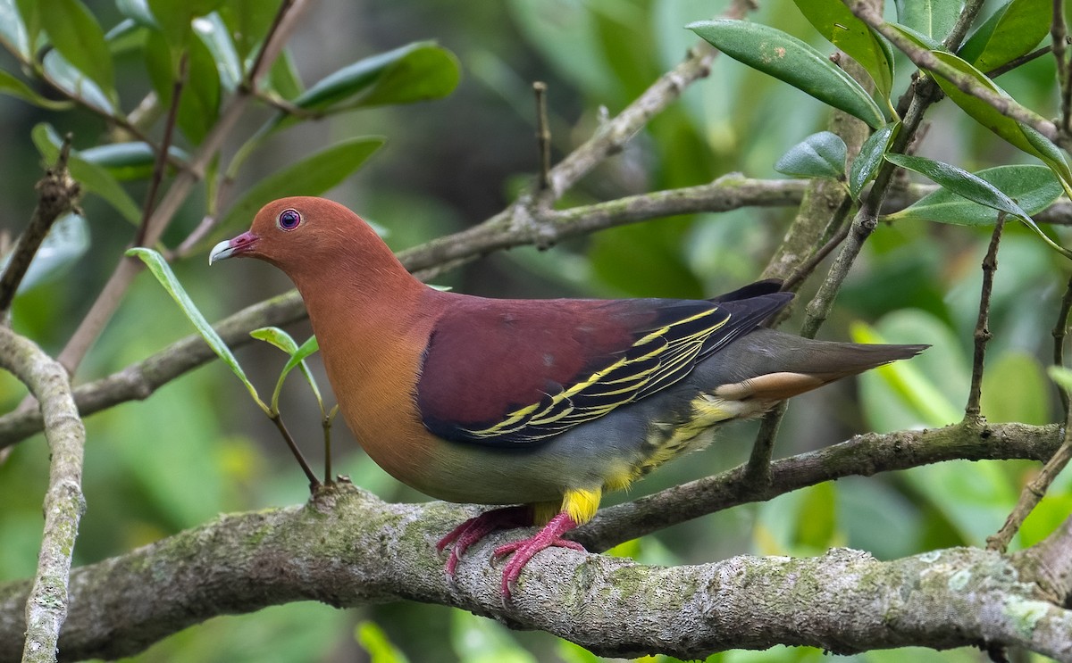 Cinnamon-headed Green-Pigeon - ML458708371