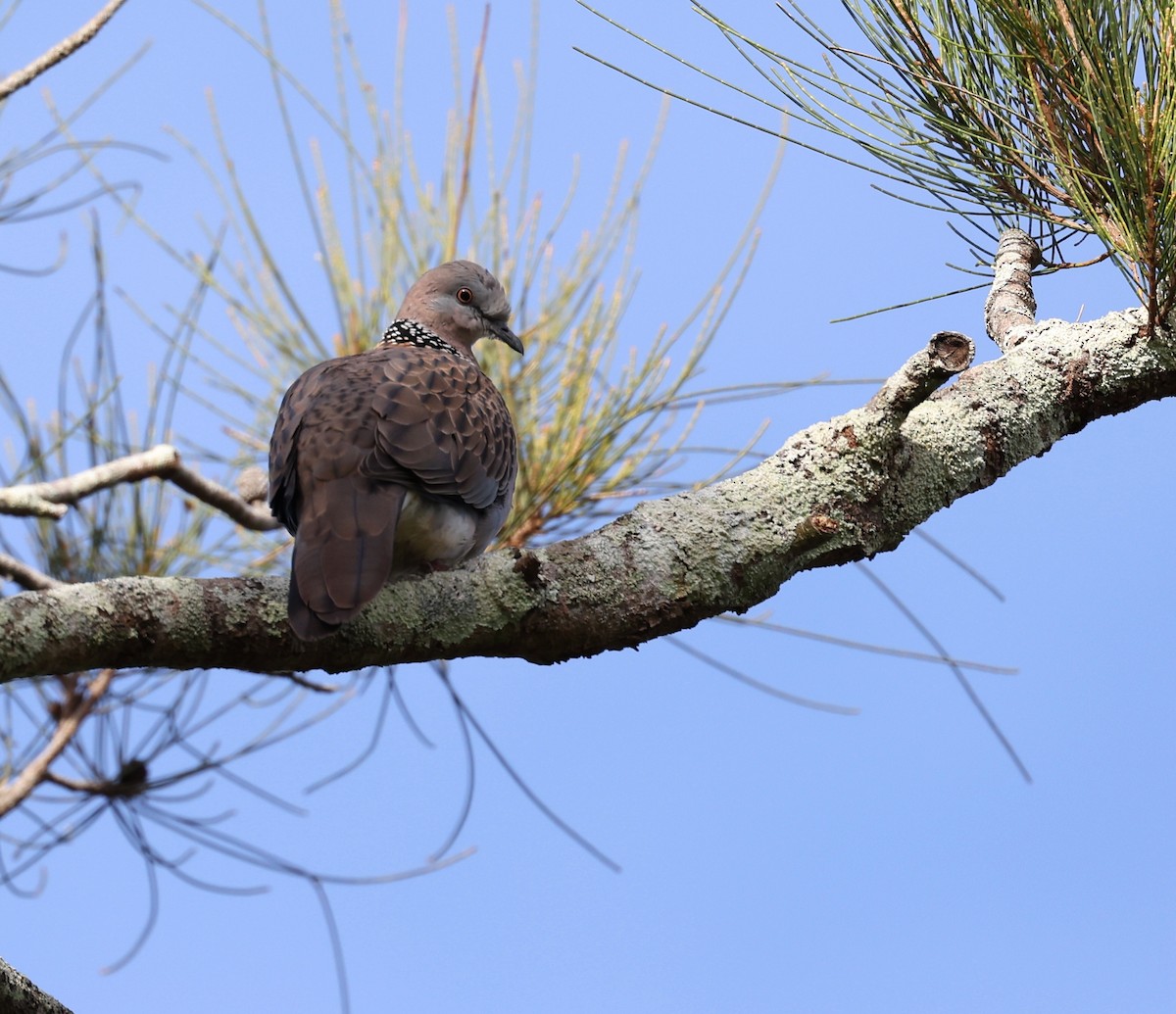 Spotted Dove - Andy Gee