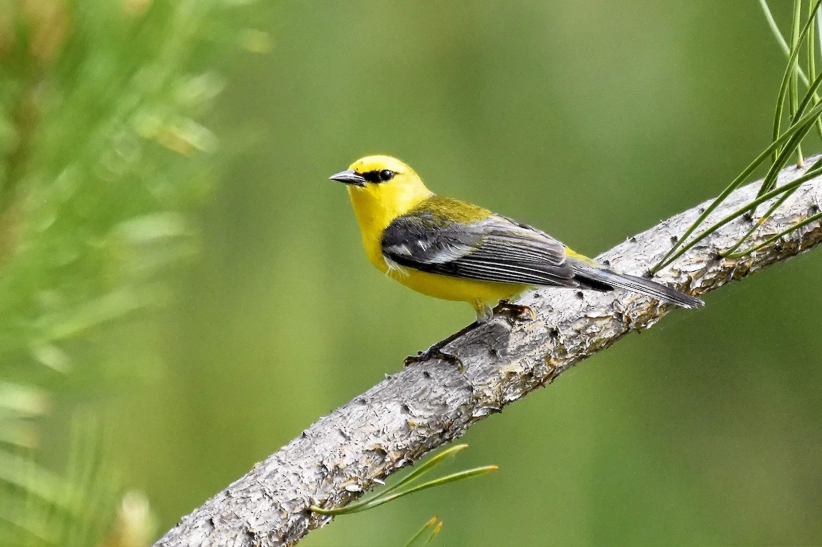 Blue-winged Warbler - Gary Grant