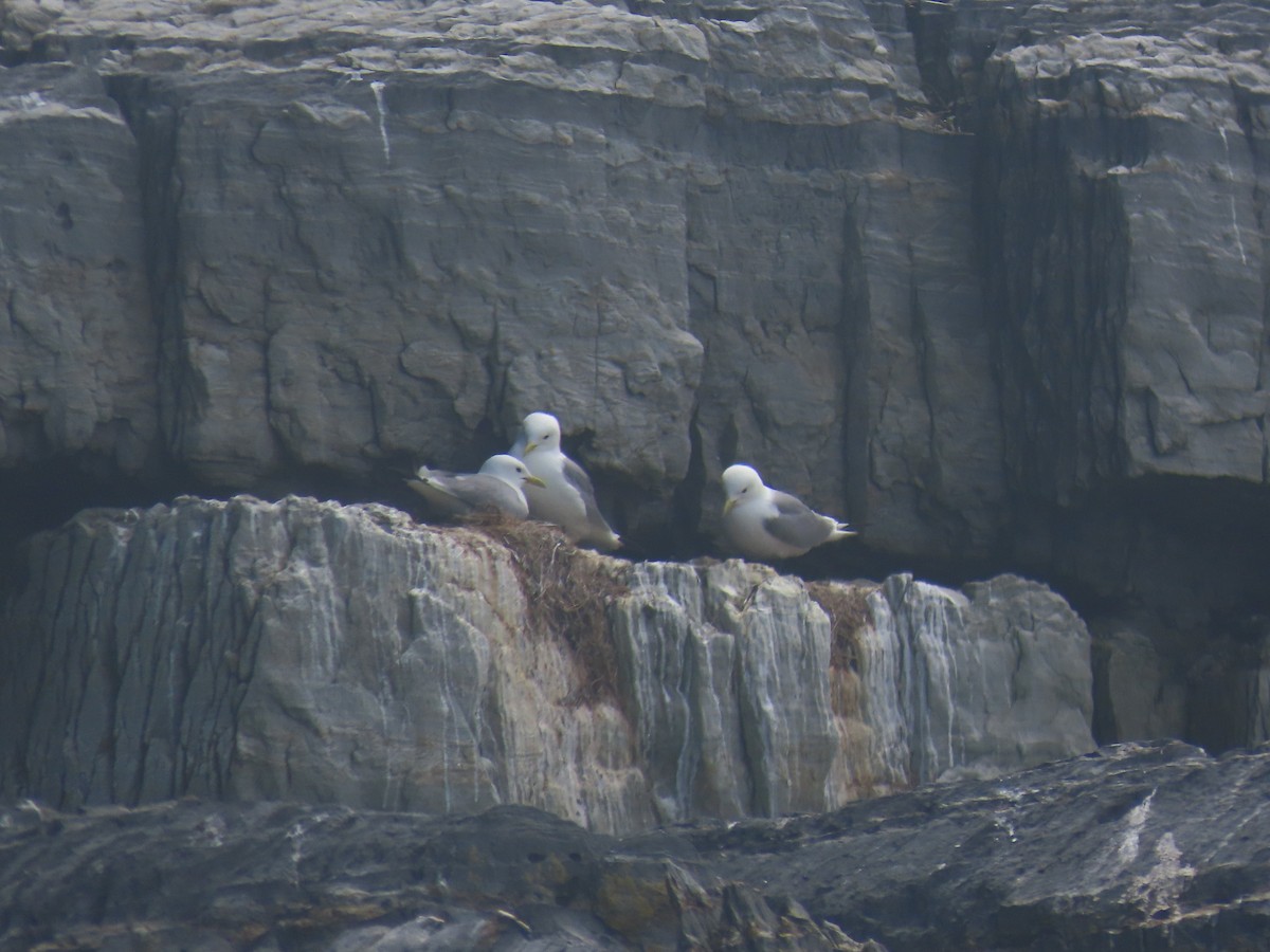 Black-legged Kittiwake - Carter Dorscht