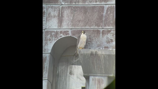 Halcón Peregrino - ML458713841