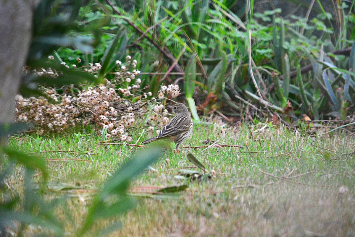 Meadow Pipit - ML458714201