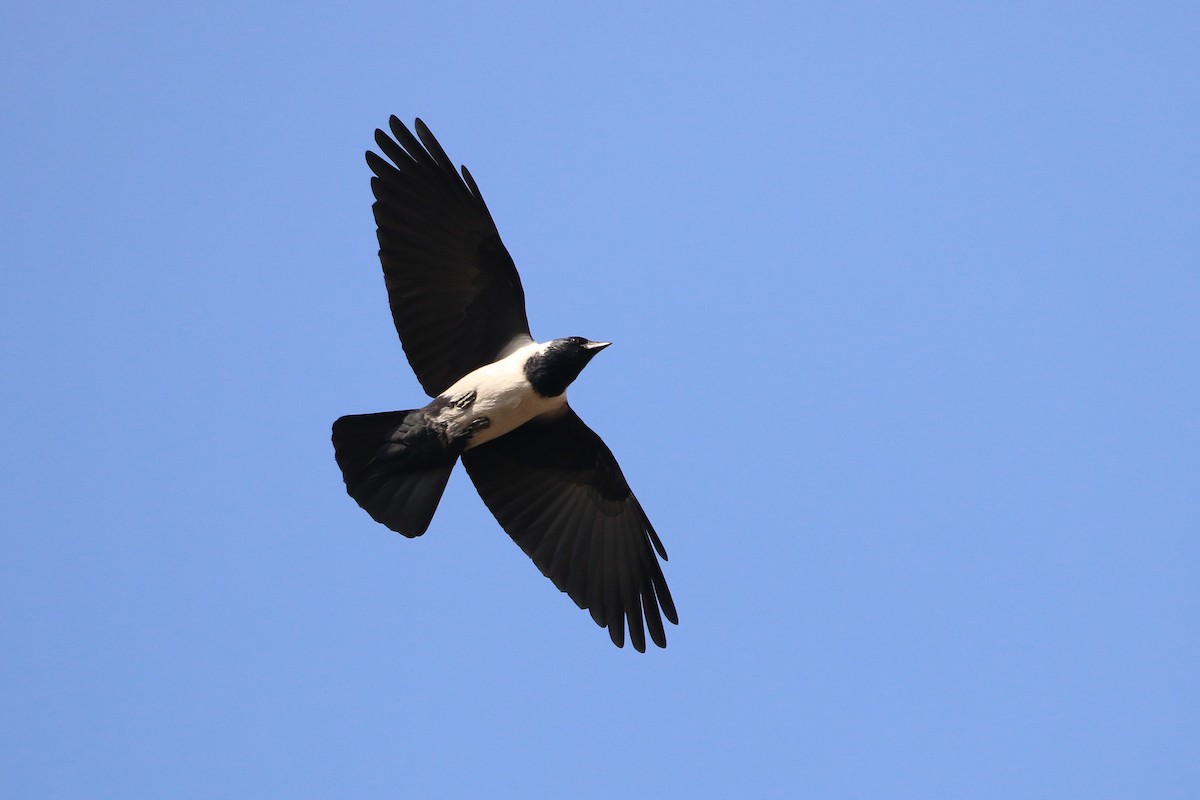 Daurian Jackdaw - Atsushi Shimazaki