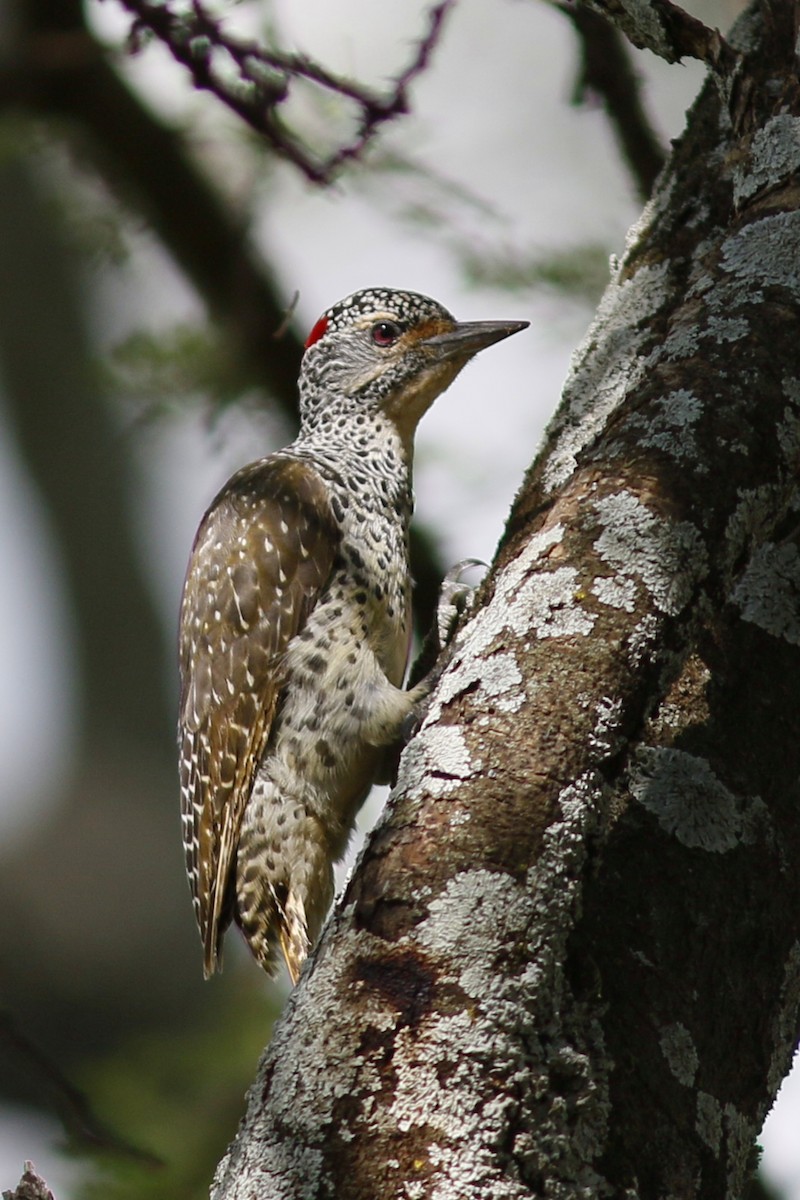 Nubian Woodpecker - ML45871841