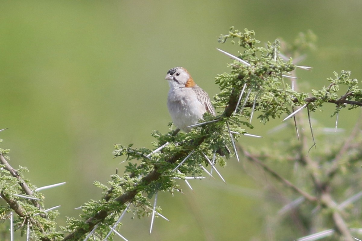 Speckle-fronted Weaver - ML45872161