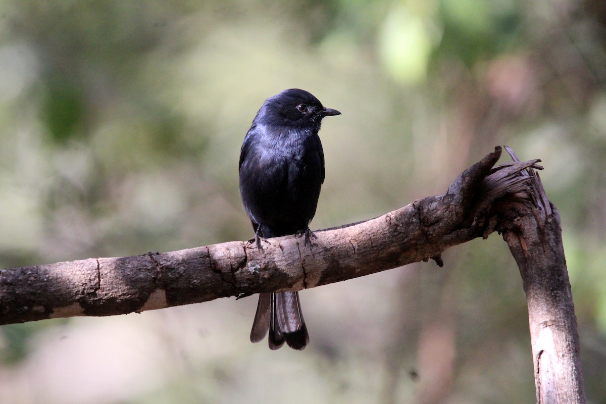 Southern Black-Flycatcher - 少杰 郦