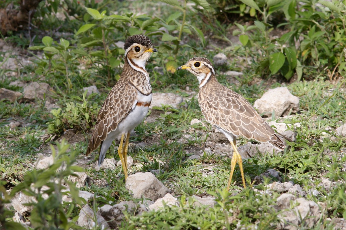 Three-banded Courser - ML45872201