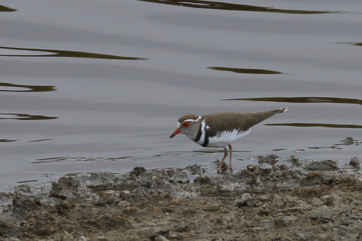 Three-banded Plover - ML45872321