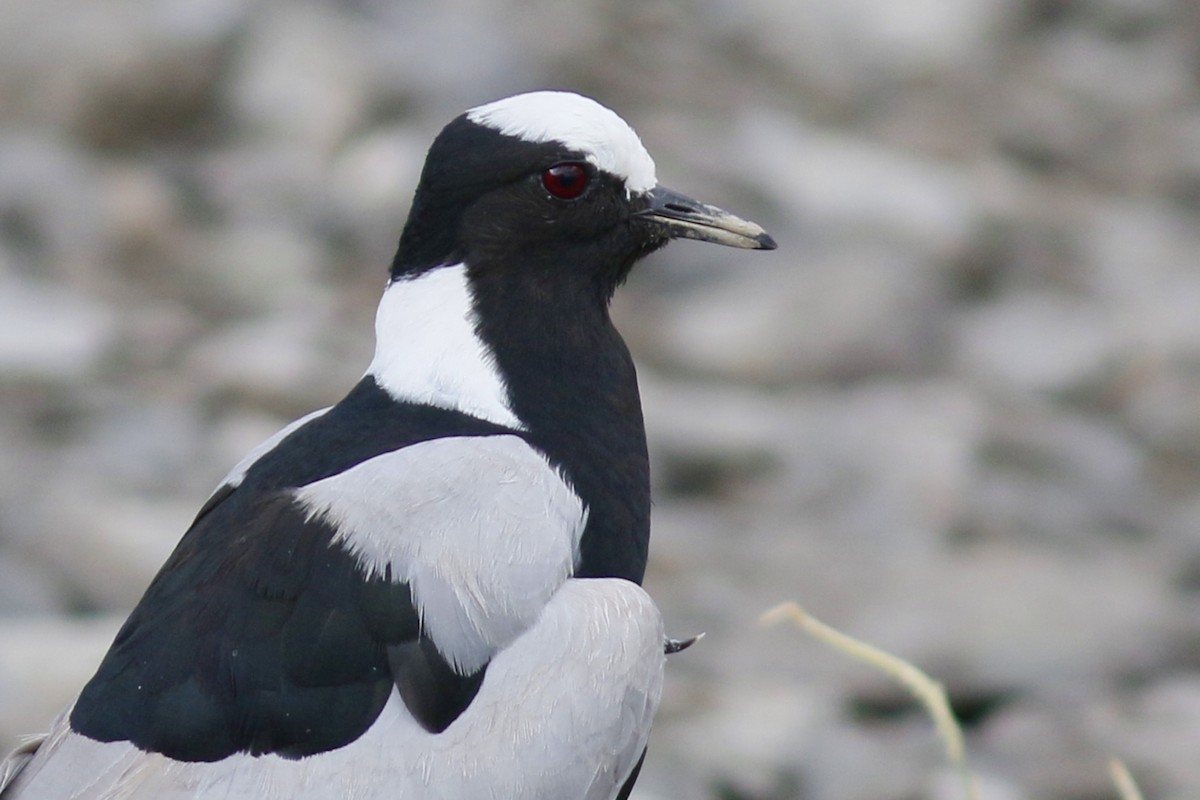 Blacksmith Lapwing - ML45872341