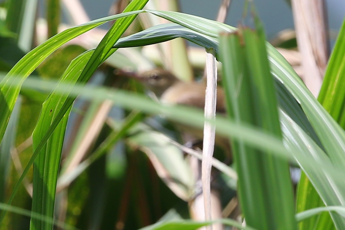 Great/Oriental/Clamorous Reed Warbler - ML458723951