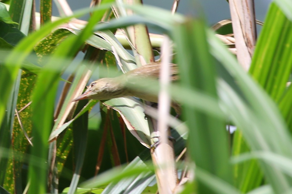Great/Oriental/Clamorous Reed Warbler - ML458723961