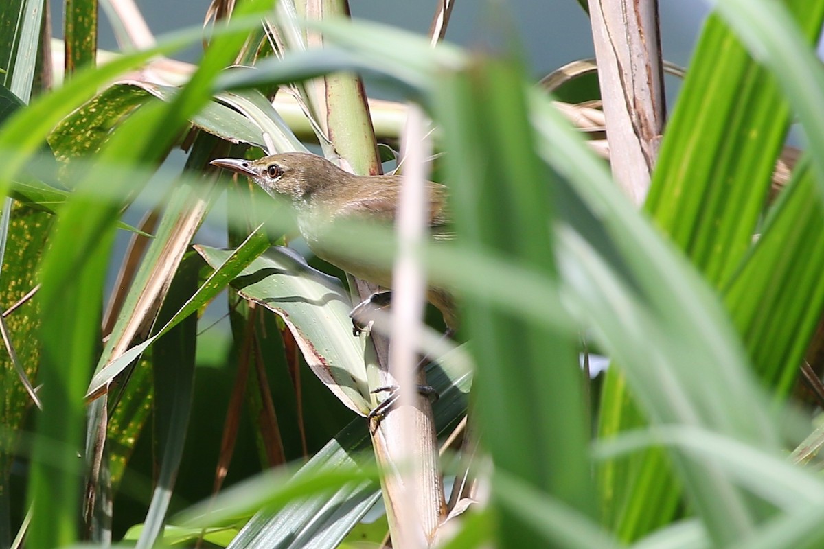 Great/Oriental/Clamorous Reed Warbler - ML458723971