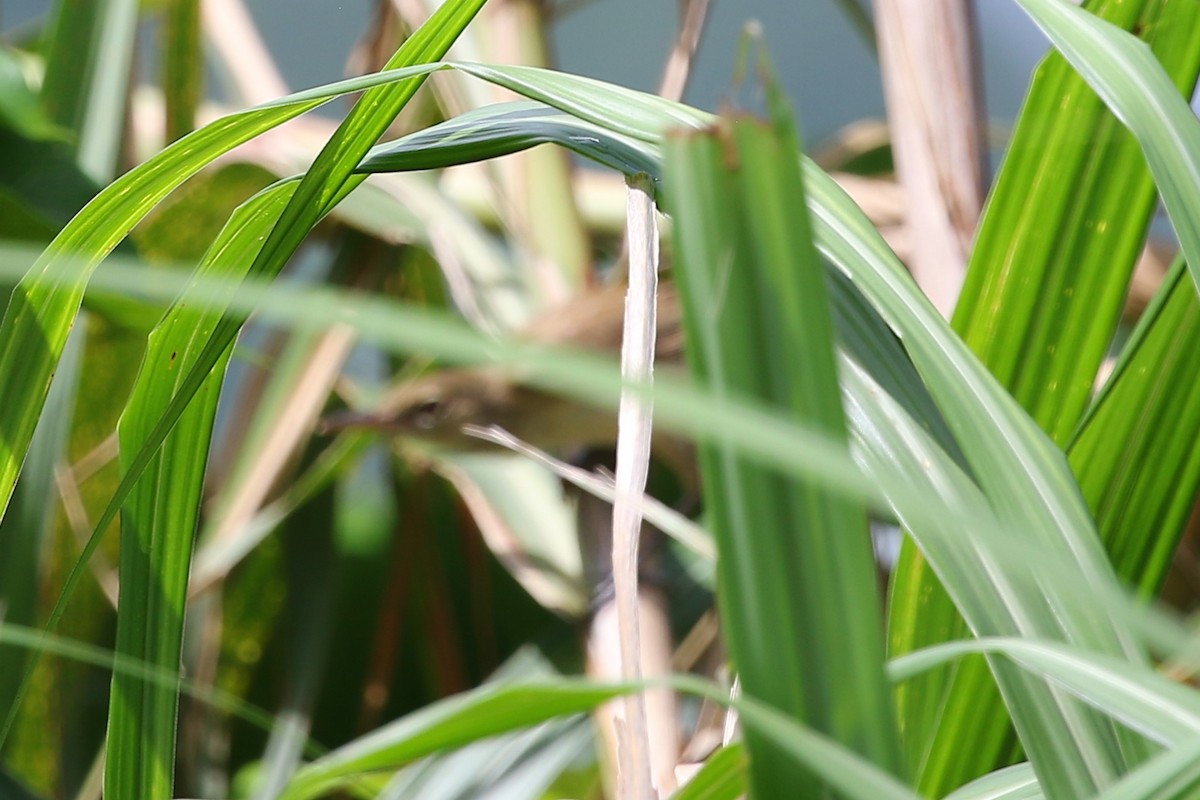 Great/Oriental/Clamorous Reed Warbler - ML458723981