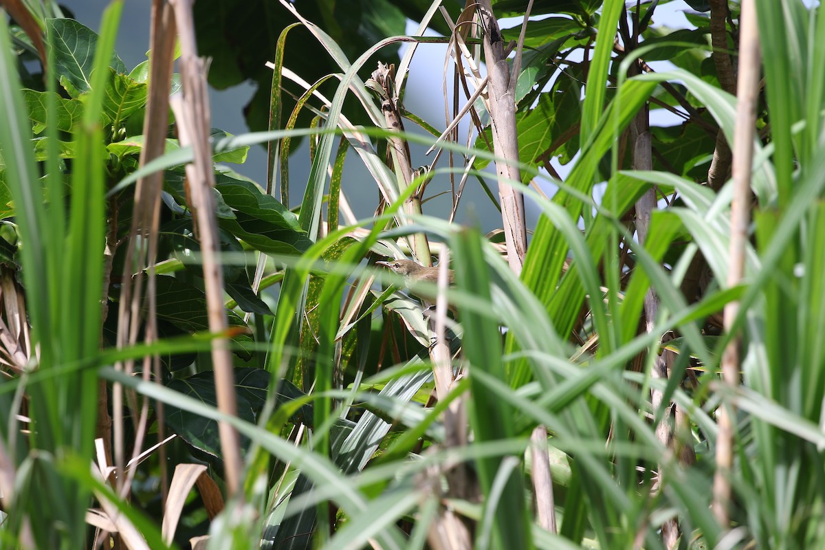 Great/Oriental/Clamorous Reed Warbler - ML458724071