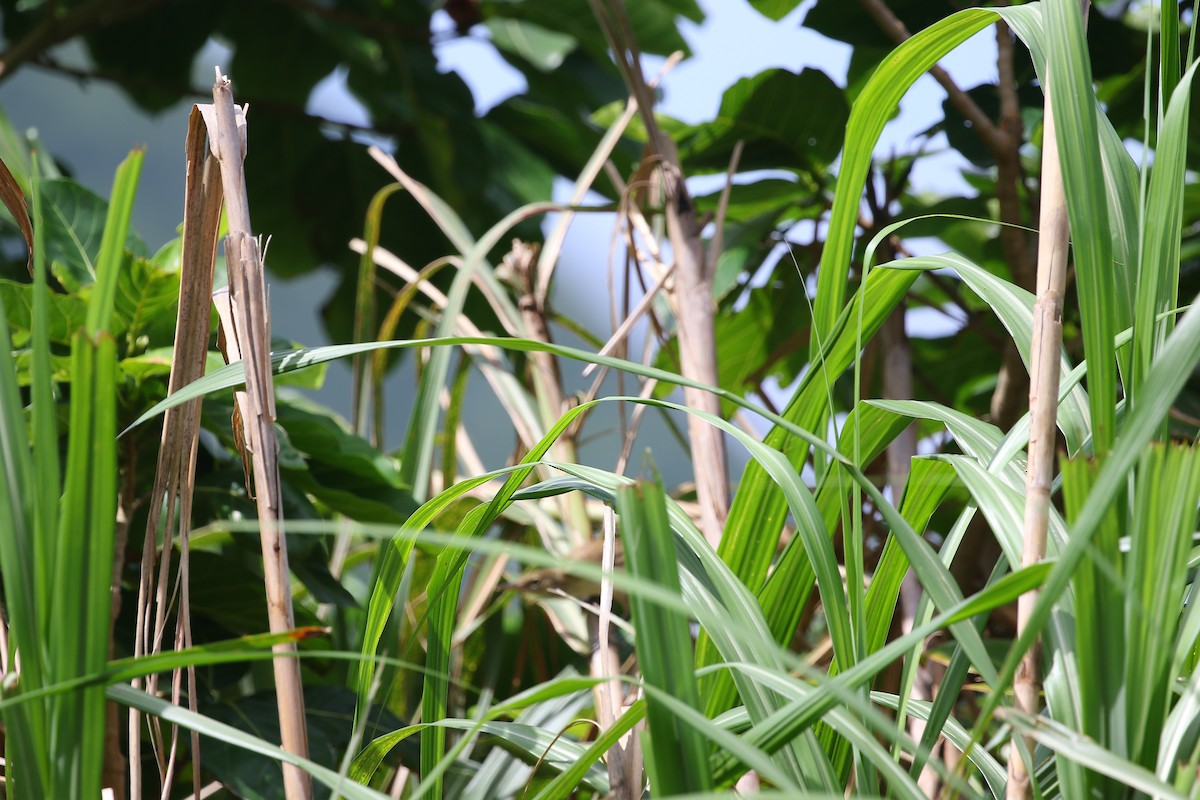 Great/Oriental/Clamorous Reed Warbler - ML458724111