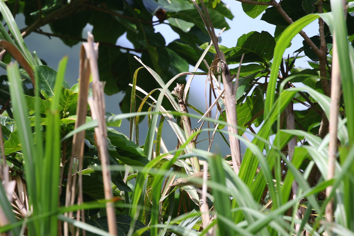 Great/Oriental/Clamorous Reed Warbler - ML458724121