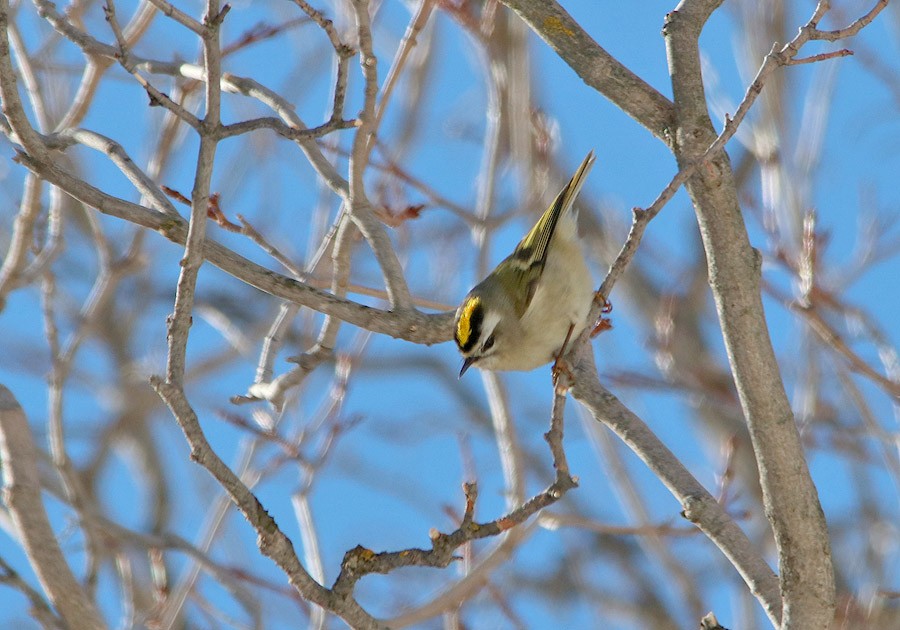 Golden-crowned Kinglet - ML45872421