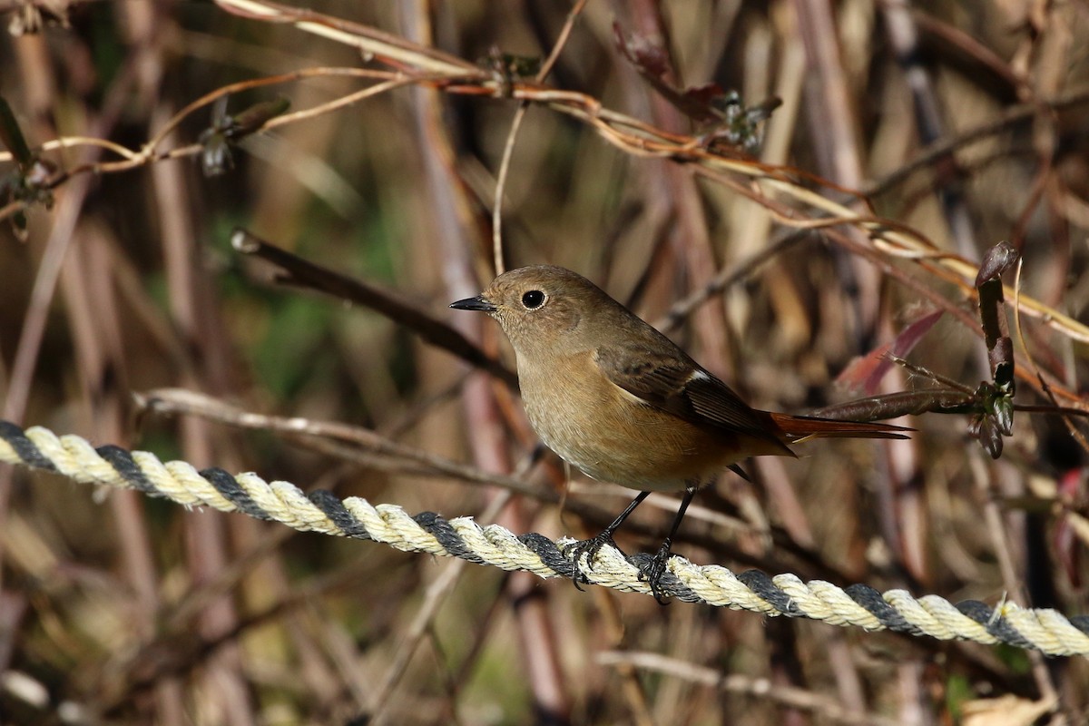 Daurian Redstart - Atsushi Shimazaki