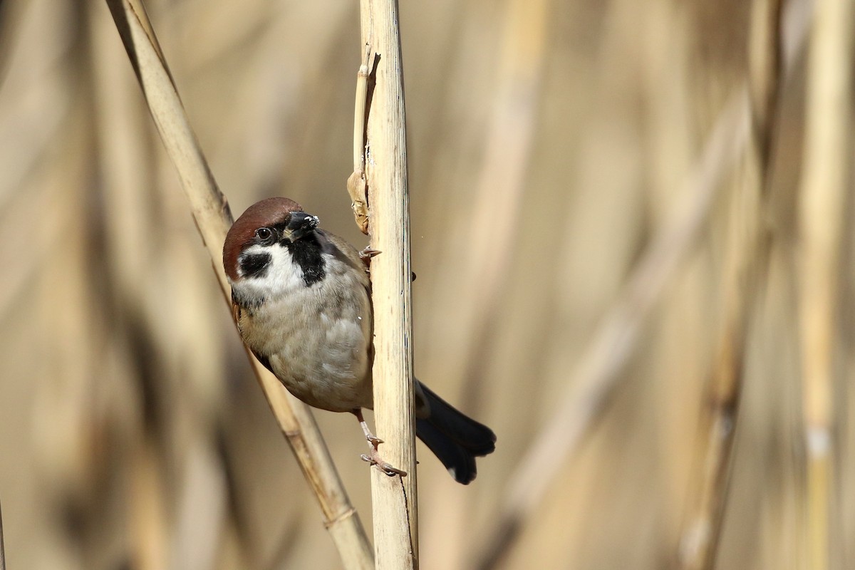 Eurasian Tree Sparrow - ML458724491