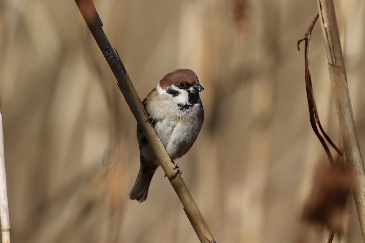 Eurasian Tree Sparrow - ML458724501