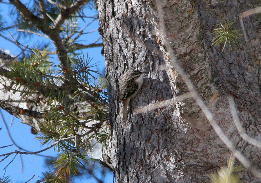 Brown Creeper - ML45872451