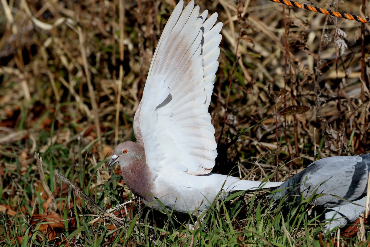 Rock Pigeon (Feral Pigeon) - ML458724541