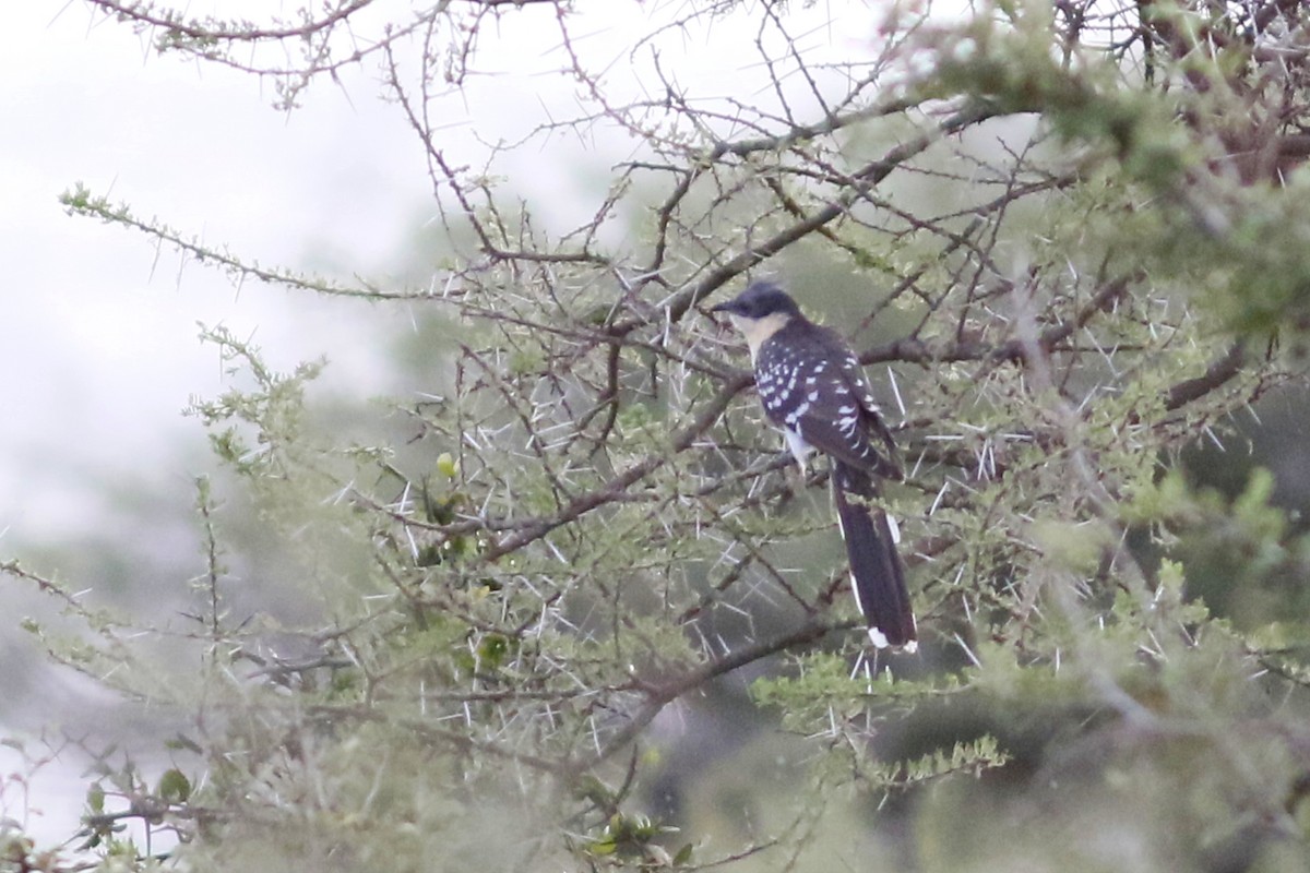 Great Spotted Cuckoo - ML45872501