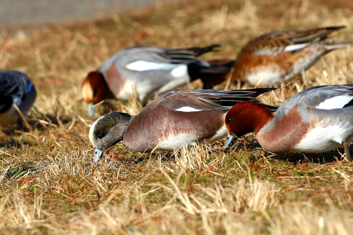 American Wigeon - ML458725531