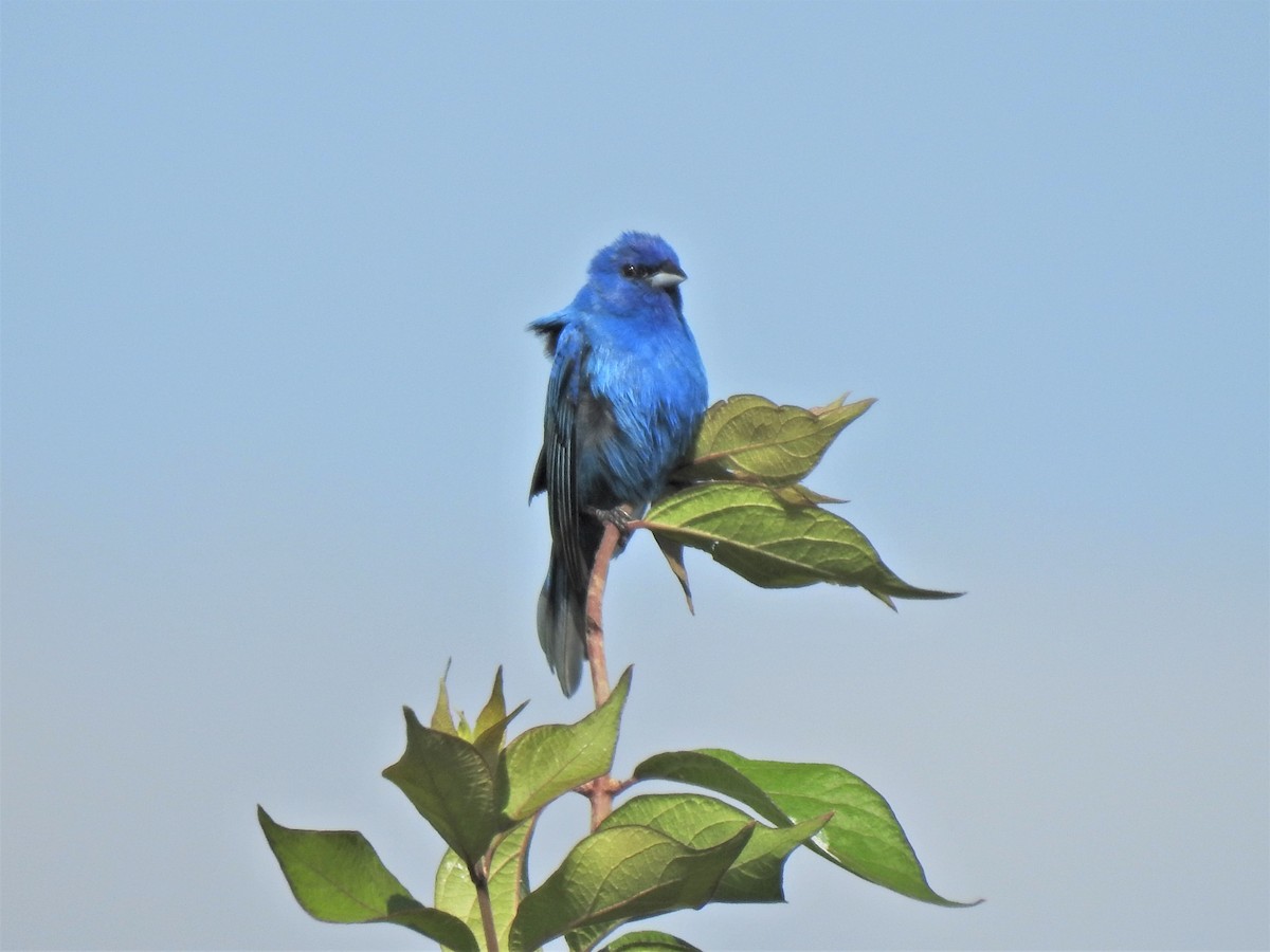 Indigo Bunting - ML458726051