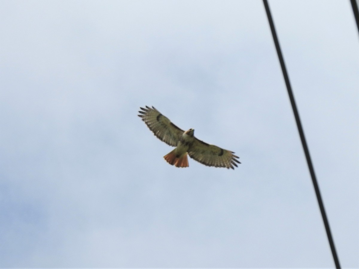 Red-tailed Hawk - ML458726231