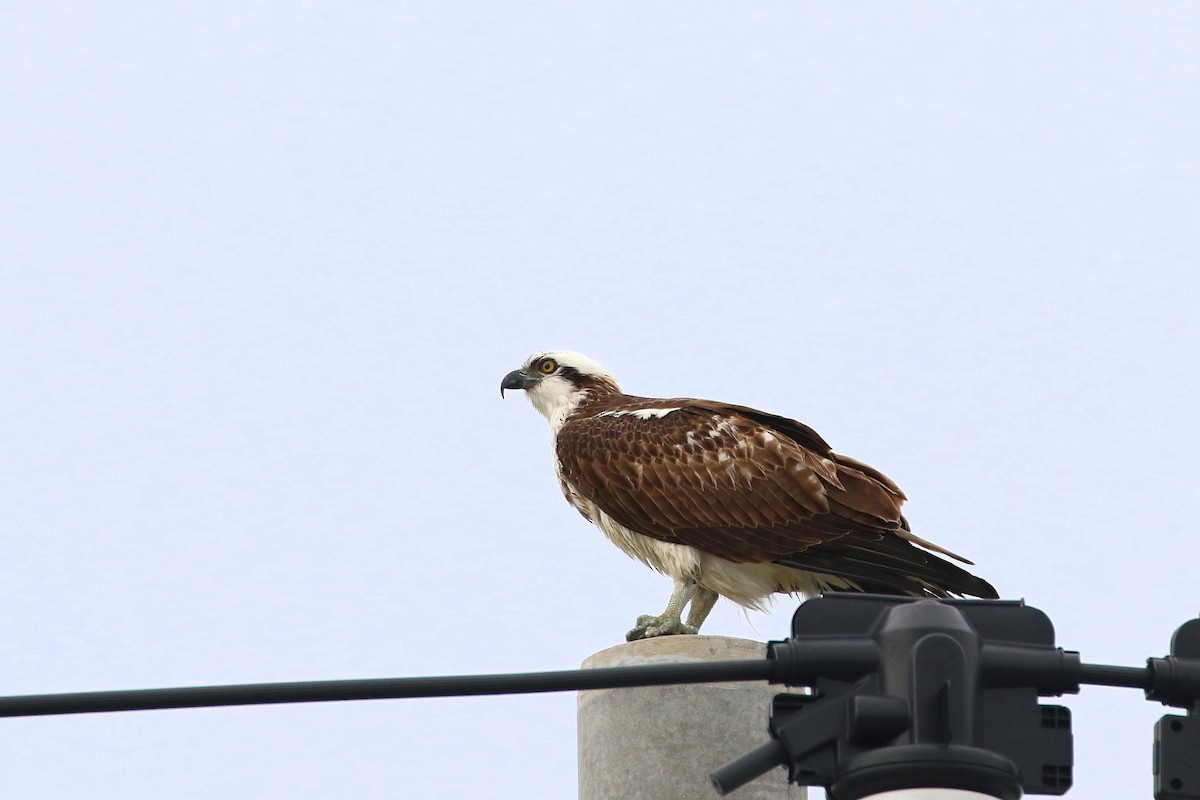 Balbuzard pêcheur - ML458726241