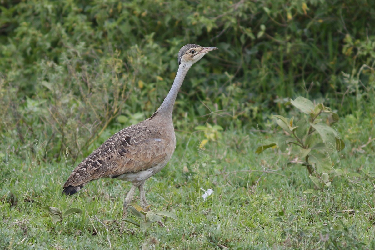 White-bellied Bustard - ML45872661