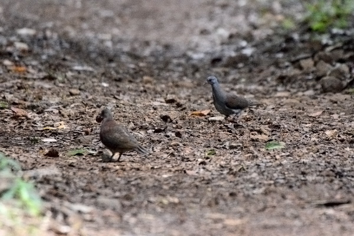 Laughing Dove - ML458728701