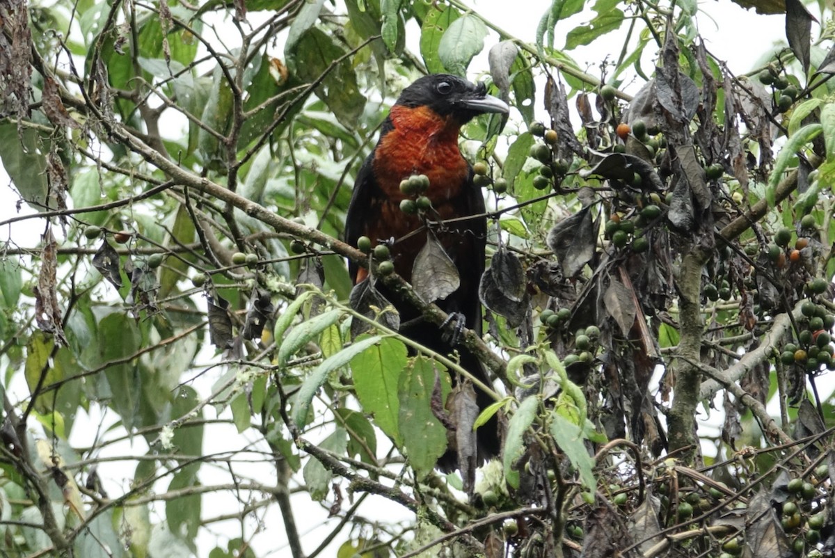 Red-ruffed Fruitcrow - ML458728971