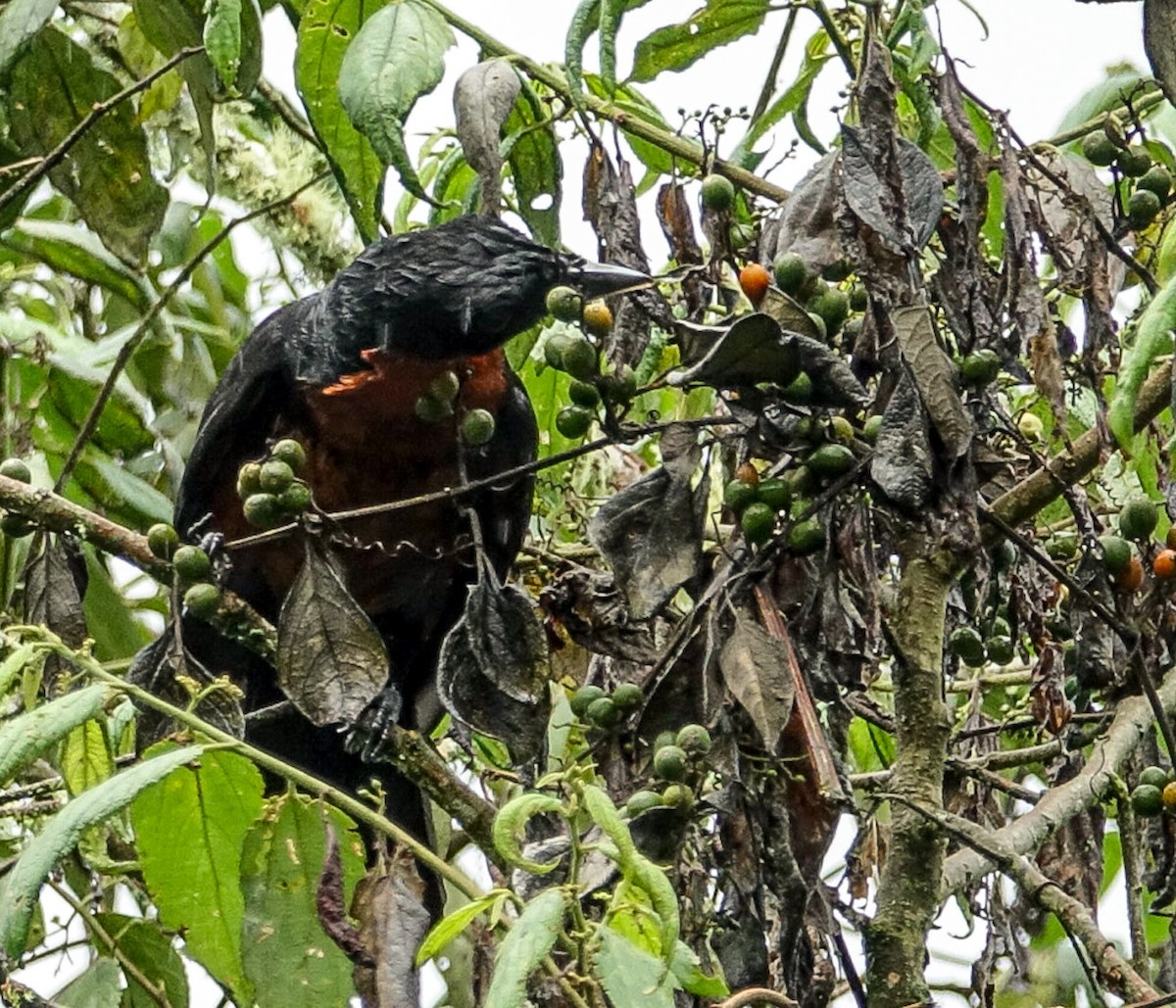 Red-ruffed Fruitcrow - Tatiana Velasquez