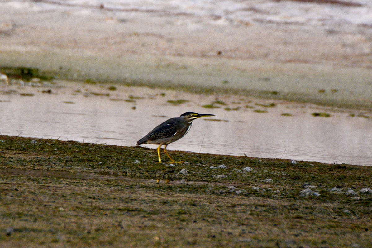 Striated Heron - ML458729281