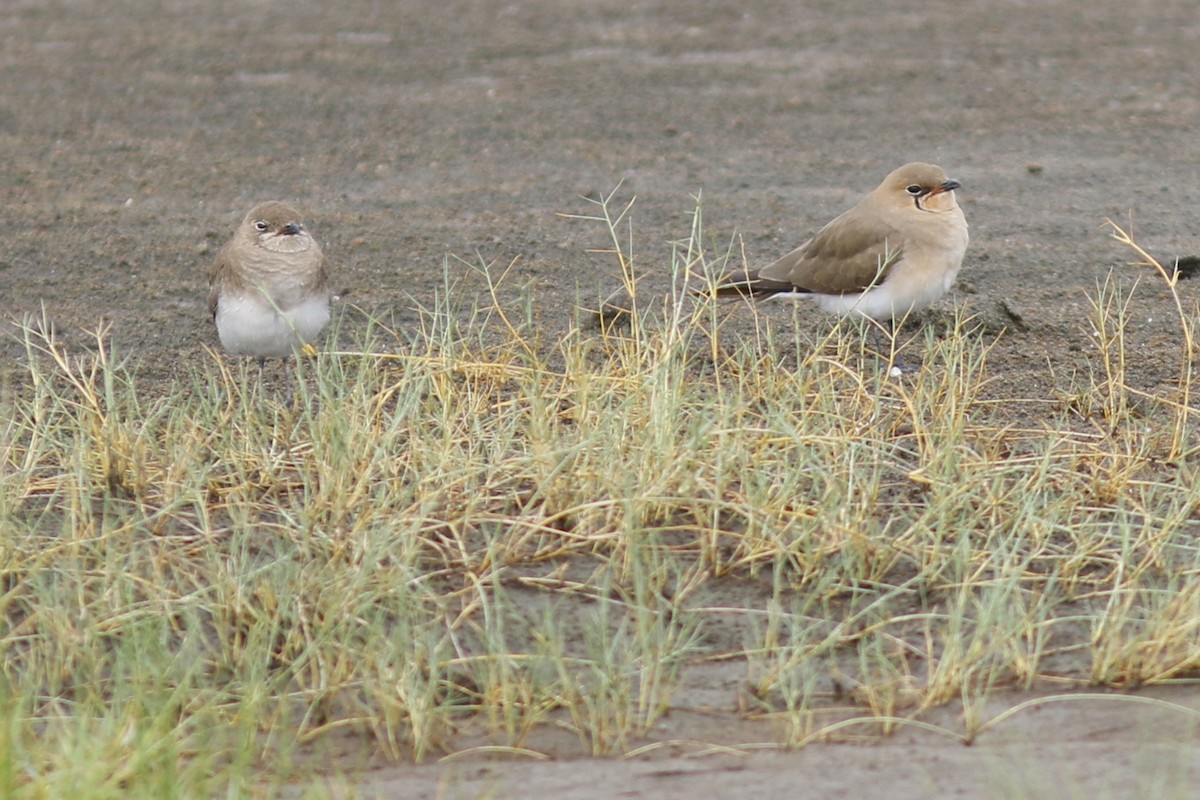 Collared Pratincole - John C Sullivan