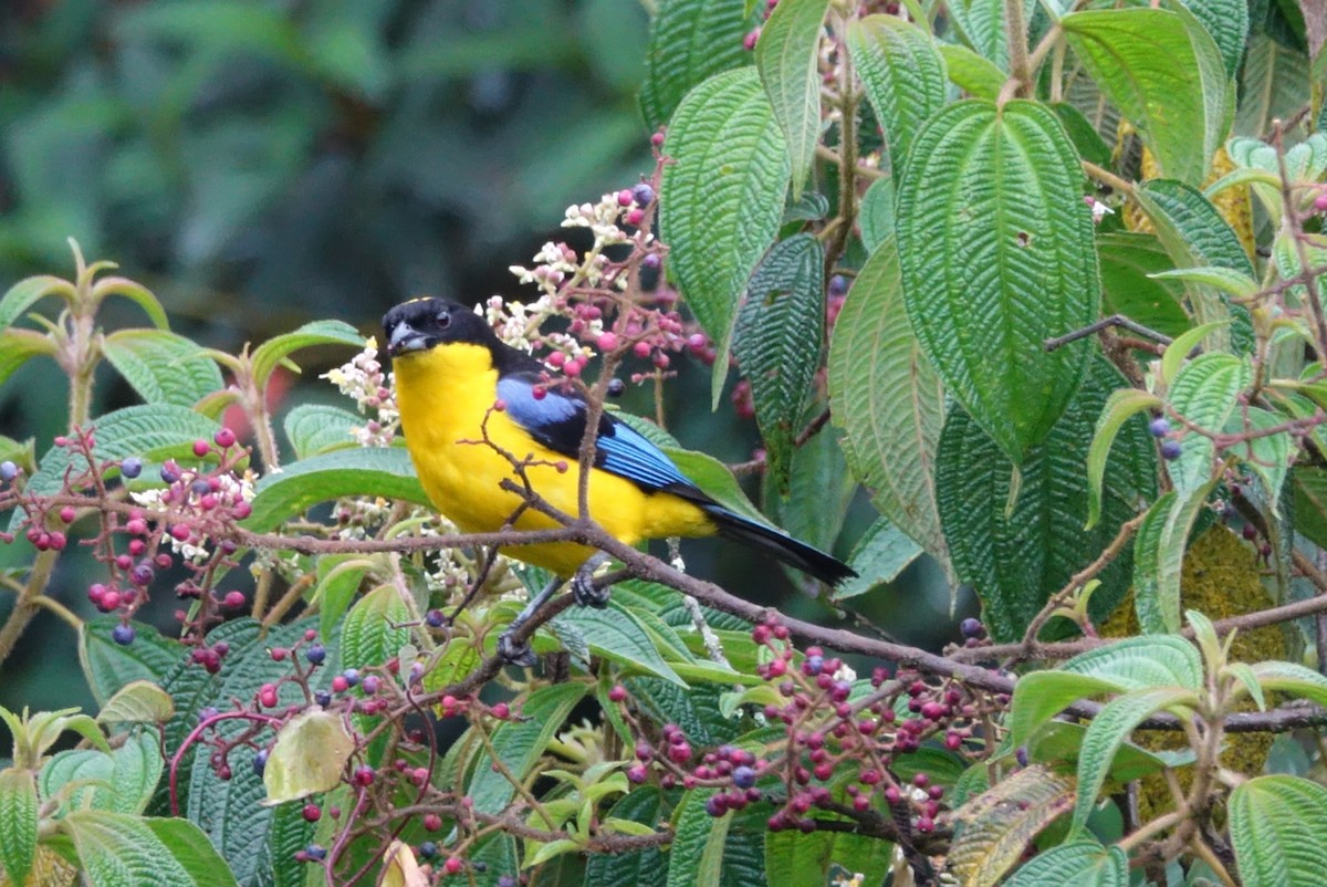 Blue-winged Mountain Tanager - Tatiana Velasquez