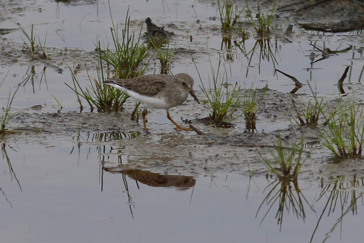 Temminck's Stint - ML45873031