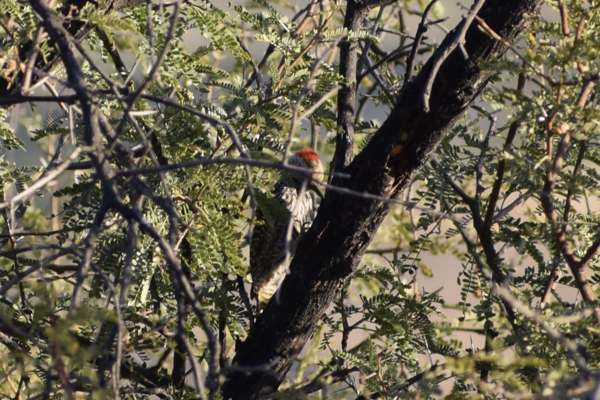 Cardinal Woodpecker - ML458730391