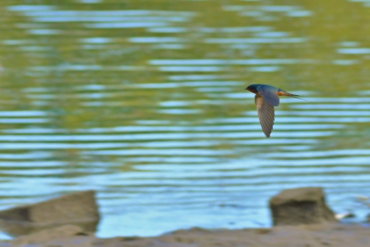 Barn Swallow - ML458730921