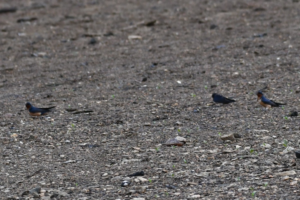 Barn Swallow - ML458730951