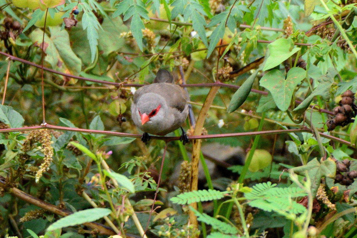 Common Waxbill - ML458731601