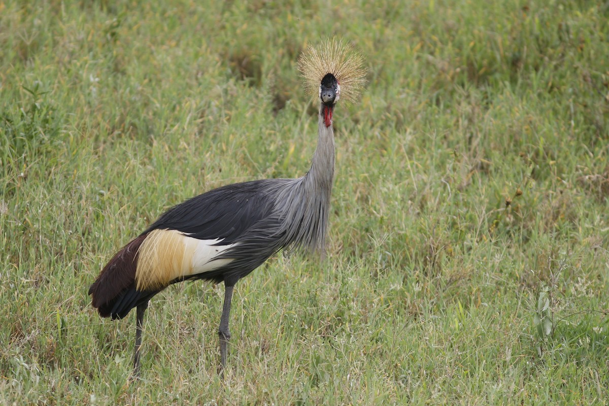 Gray Crowned-Crane - John C Sullivan