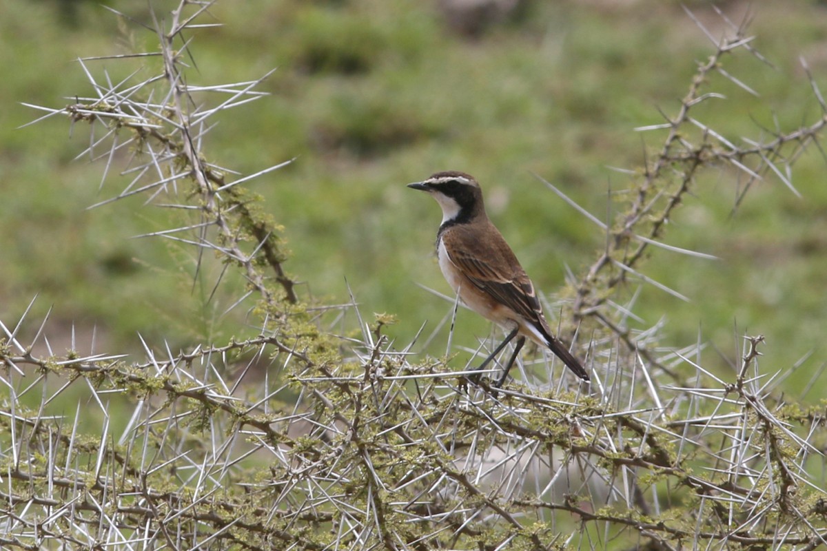 Capped Wheatear - John C Sullivan