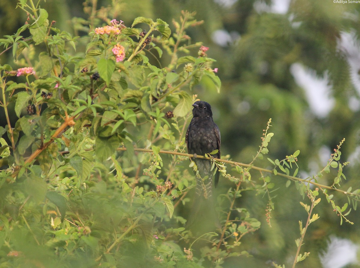 Çatal Kuyruklu Drongo Guguğu - ML458732241