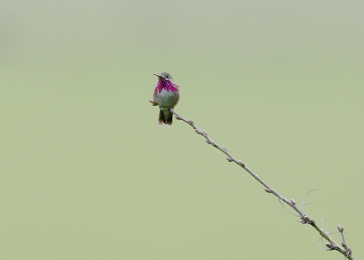 Calliope Hummingbird - ML458734361